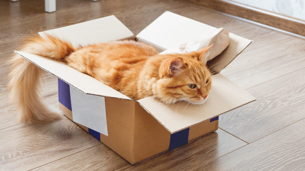 Moving with pets